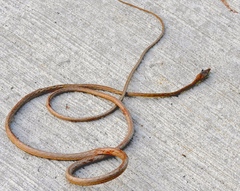 Oxybelis microphthalmus