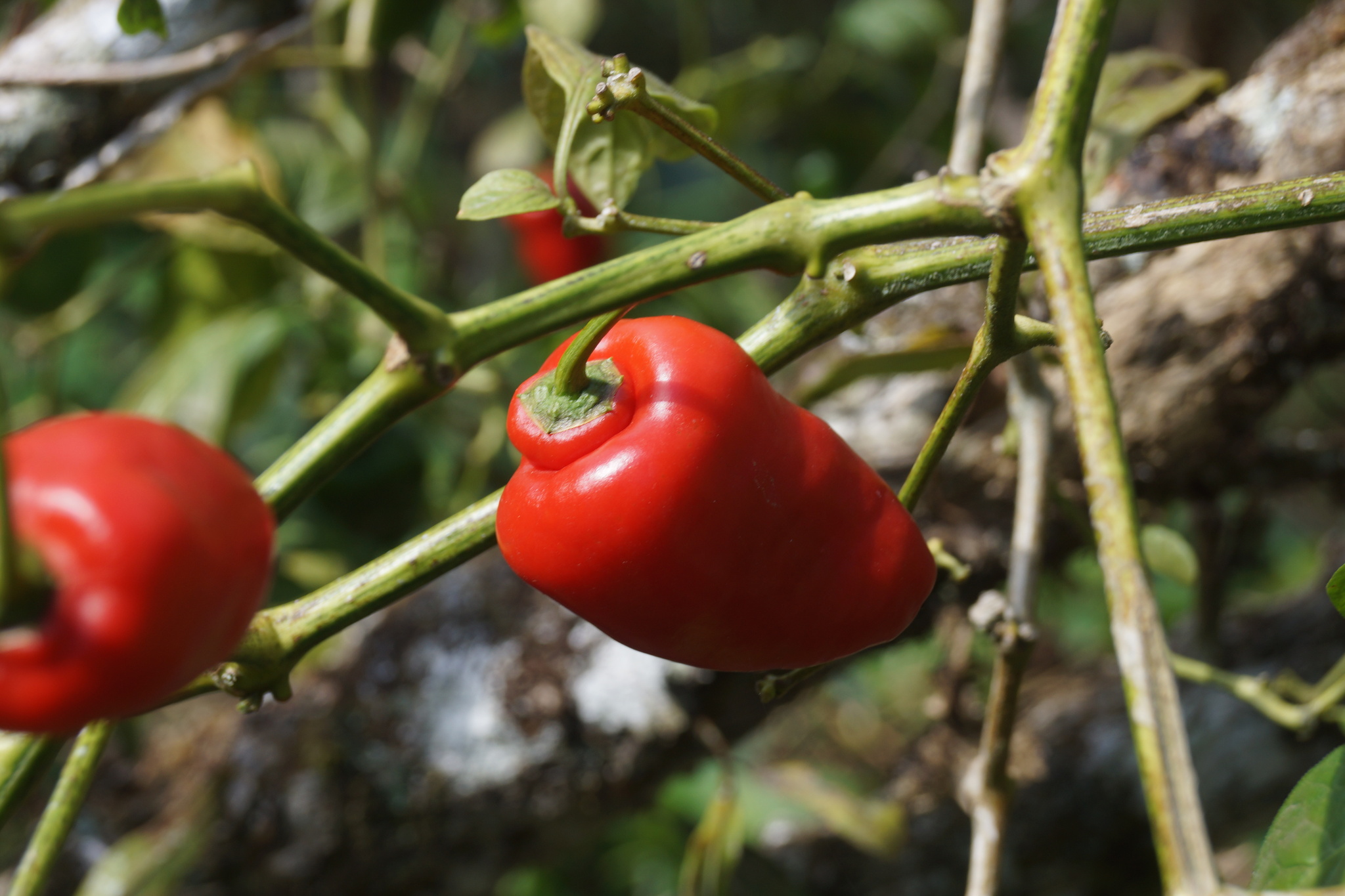 Imagem de Pimenta dedo de moça