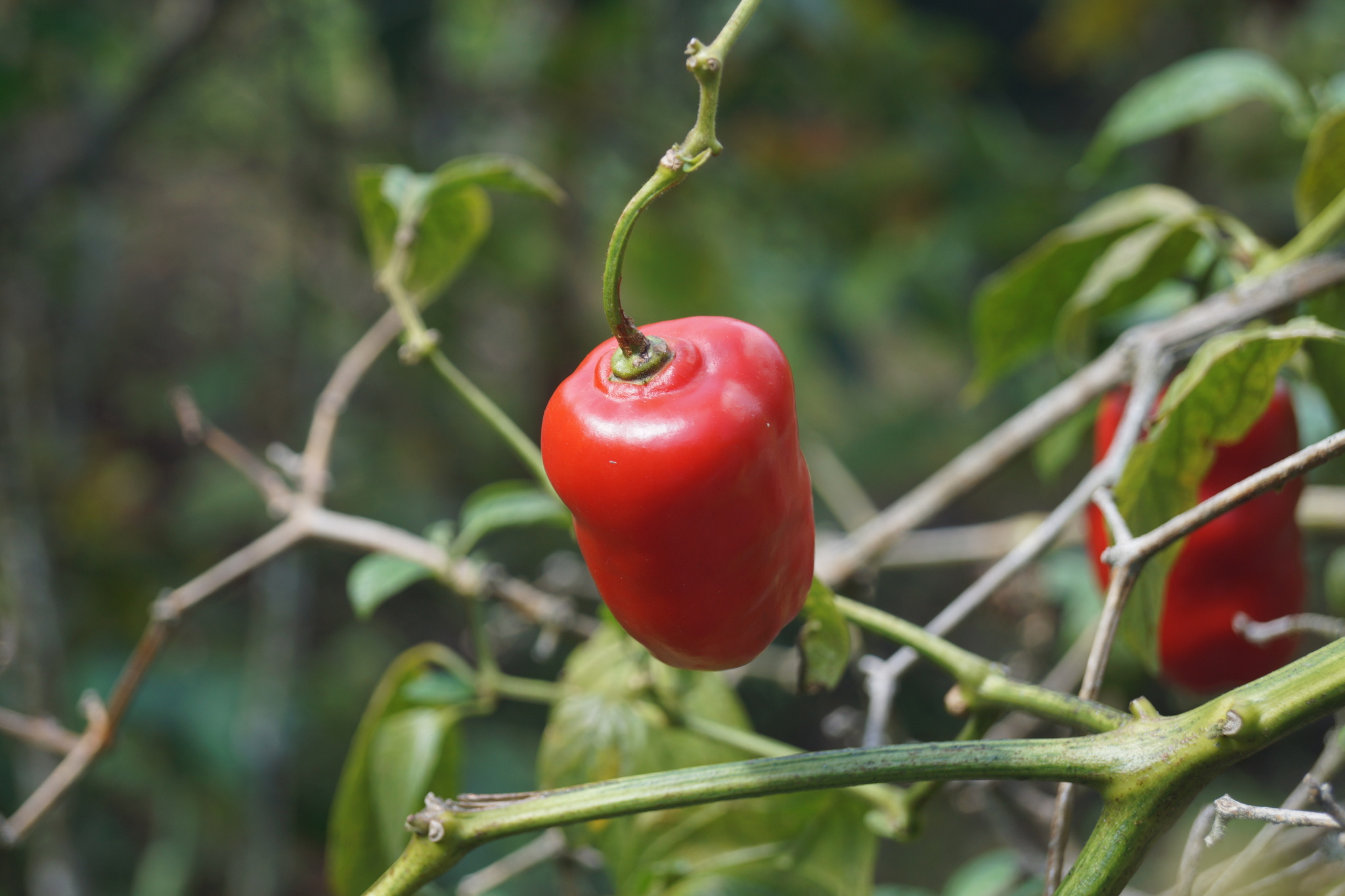 Imagem de Pimenta dedo de moça