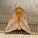 Kendall's Dryocampa Moth - Photo (c) Justin Williams, some rights reserved (CC BY), uploaded by Justin Williams