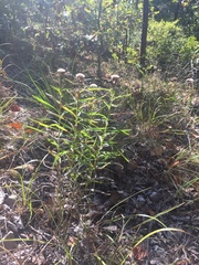Liatris compacta
