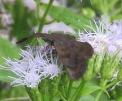 Pellicia arina