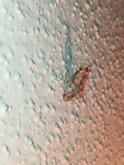 Cacozelia basiochrealis