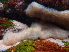 Aplidium peruvianum