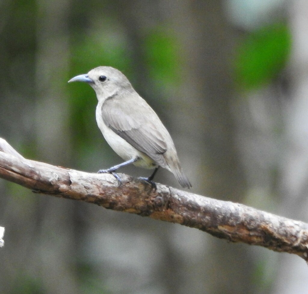 Nilgiri Flowerpecker