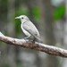 Nilgiri Flowerpecker - Photo (c) shivaprakash, some rights reserved (CC BY-NC)