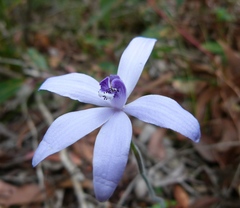 Cyanicula sericea
