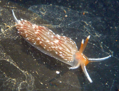 Sakuraeolis enosimensis