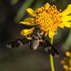 Exoprosopa dorcadion