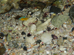 Chrysiptera unimaculata