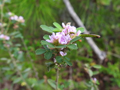 Lespedeza stuevei