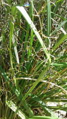 Dianella brevicaulis