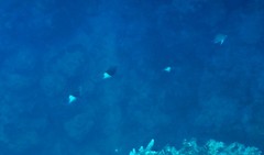 Pycnochromis dimidiatus