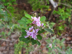 Lespedeza stuevei
