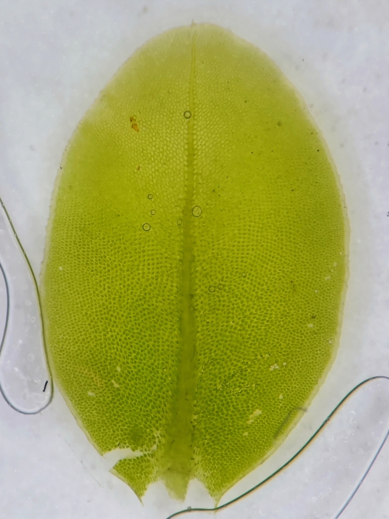 Plagiomnium vesicatum