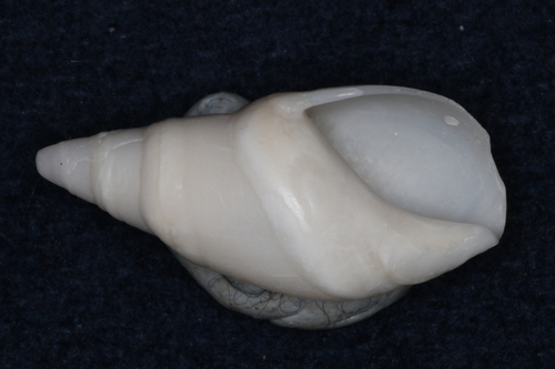 Bullia callosa observed 2001-12-07
