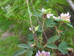 Lespedeza stuevei