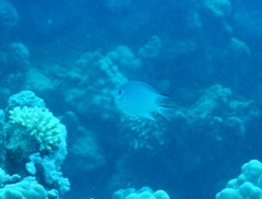 Amblyglyphidodon indicus