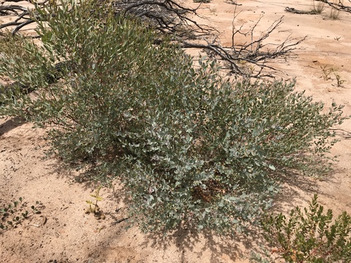 Eucalyptus salicola 2