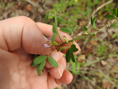 Lespedeza stuevei