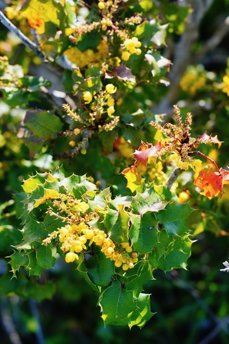 Image of Berberis pinnata by (c) Michael Warner, some rights reserved (CC BY)