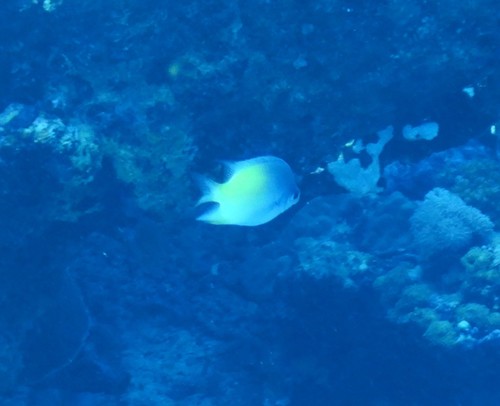 Amblyglyphidodon flavilatus