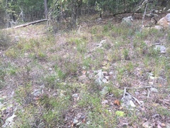 Liatris compacta