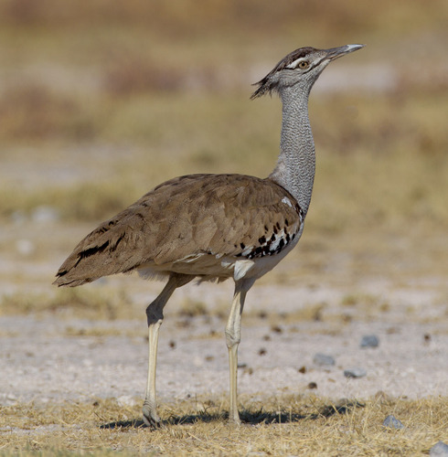 Kori Bustard