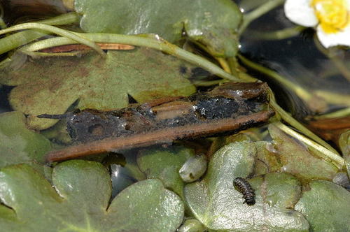 Square Caddisfly