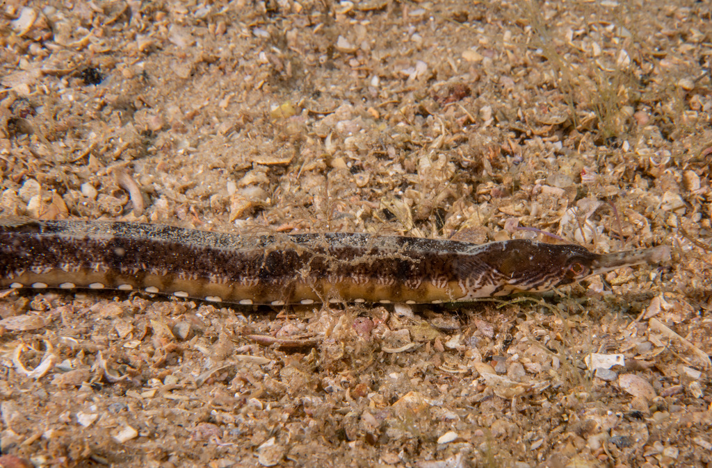 Tiger pipefish (Filicampus tigris) — Syngnathidae