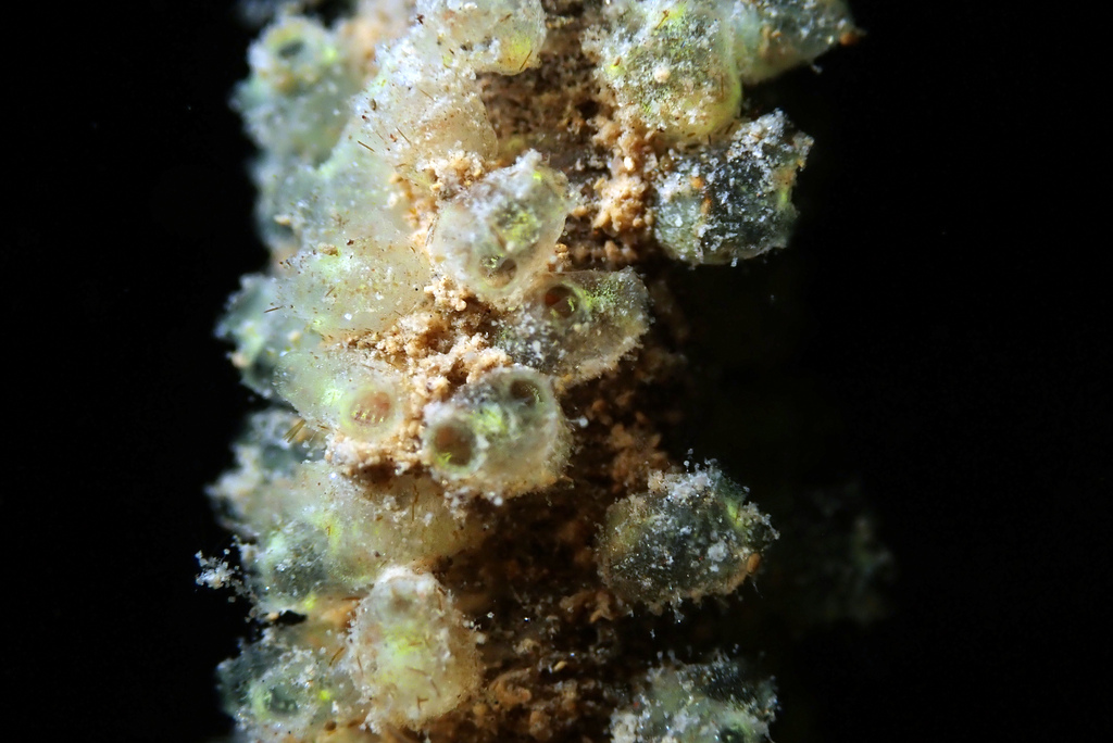 Perophora