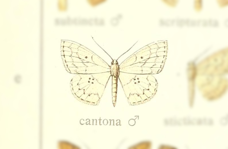 Semaeopus cantona