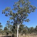 Broad-leaved Poplar Gum - Photo (c) Dean Nicolle, some rights reserved (CC BY-NC), uploaded by Dean Nicolle