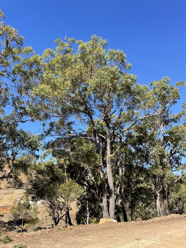 Eucalyptus cloeziana F.Muell.