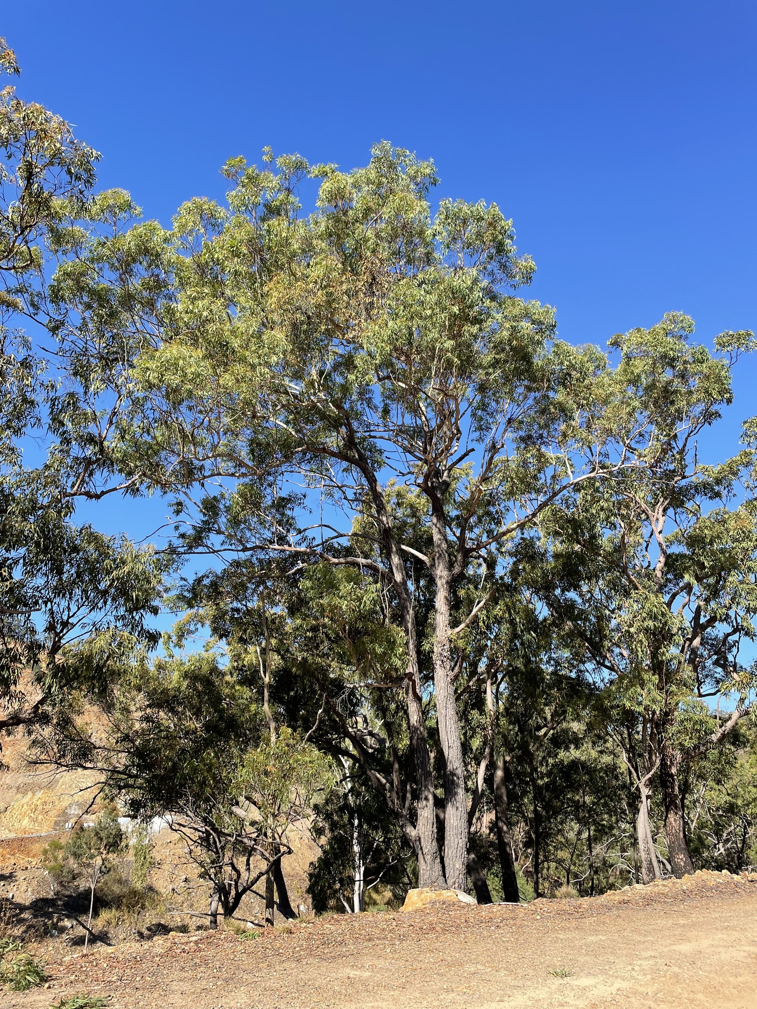 Eucalyptus cloeziana