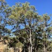 Eucalyptus cloeziana - Photo (c) Dean Nicolle, osa oikeuksista pidätetään (CC BY-NC), lähettänyt Dean Nicolle