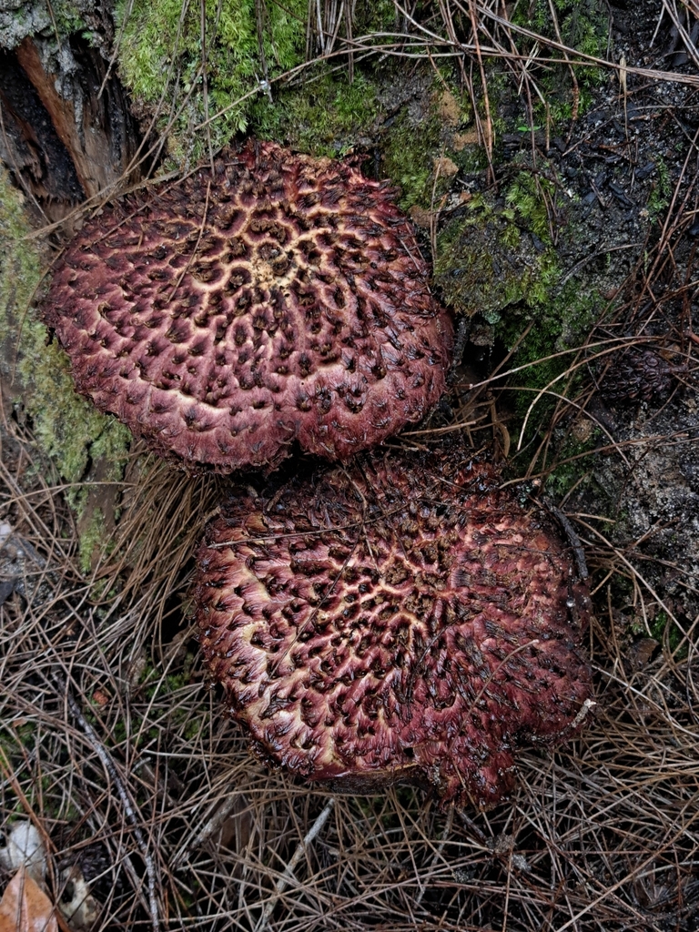 shaggy cap from Somersby NSW 2250, Australia on March 21, 2023 at 0345
