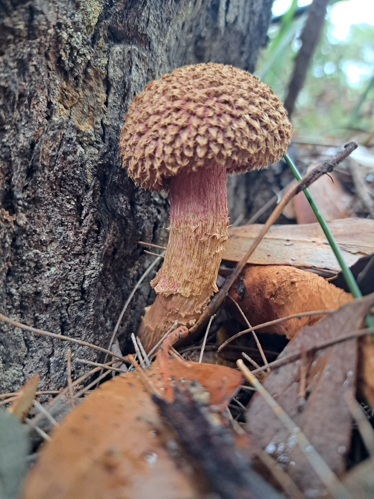 shaggy cap from Somersby NSW 2250, Australia on March 21, 2023 at 0311