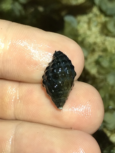 Tenguella granulata observed 2023-03-19