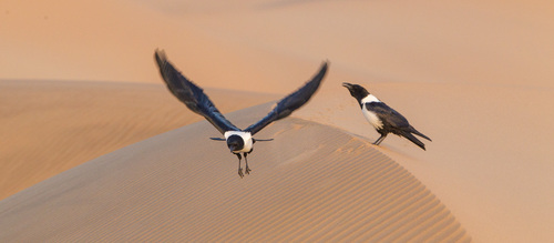 Pied Crow