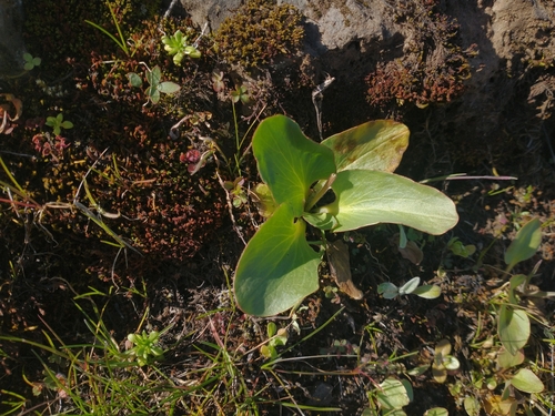 Image of Brittle-Leaf Saxifrage (Micranthes fragosa) by no rights reserved