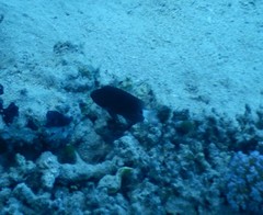 Pomacentrus trichrourus