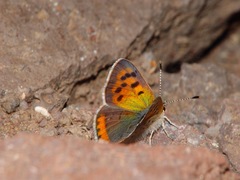 Lycaena phlaeas shields