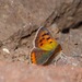 Lycaena phlaeas shields - Photo (c) Adam Winer, some rights reserved (CC BY-NC), uploaded by Adam Winer