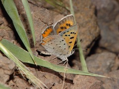 Lycaena phlaeas shields