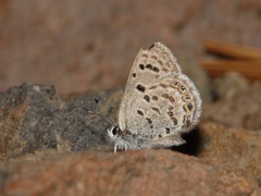 Icaricia shasta