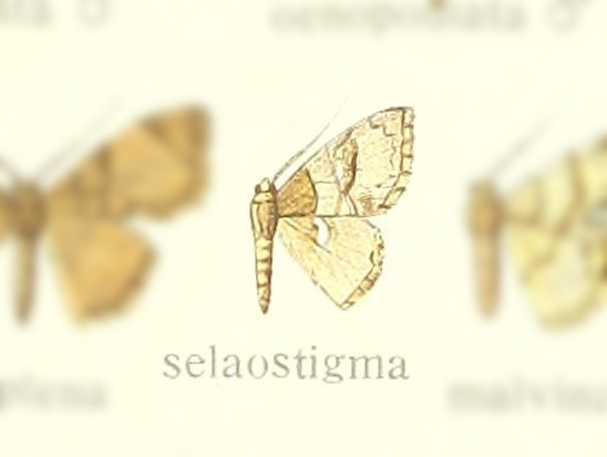 Hemipterodes selaostigma