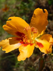 Cochlospermum wrightii