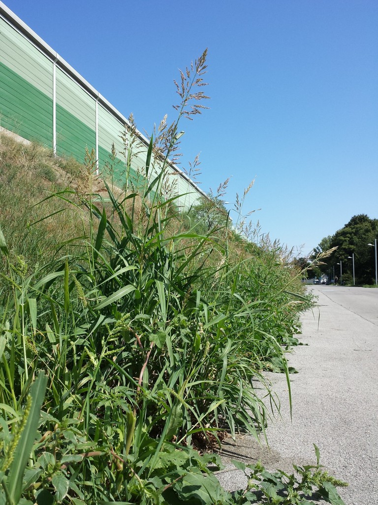 Alpiste (Plants present in Mazatlan City Nature Challenge) · iNaturalist