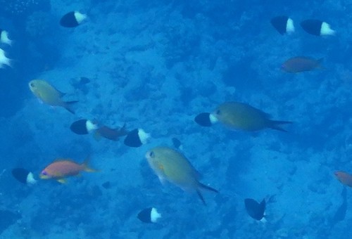 Chromis flavaxilla